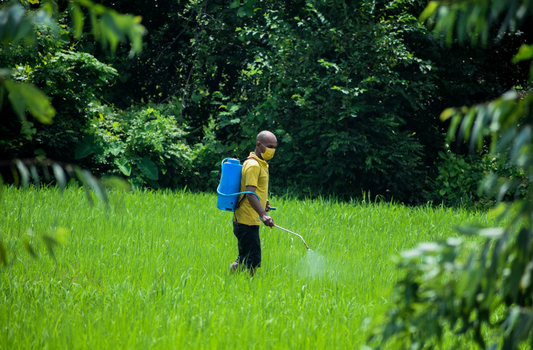 Pesticides and Preservatives: The Hidden Toxins in Our Children's Food