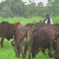 A2 Gir Cow Ghee